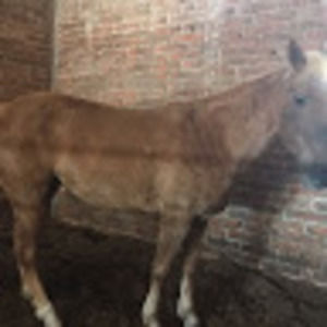 Meet your Posher, Danny